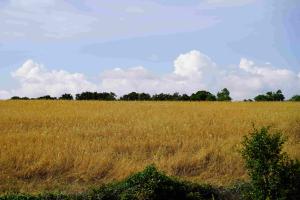 Anteprima Sostegno alla preparazione delle Strategie di Sviluppo Rurale
